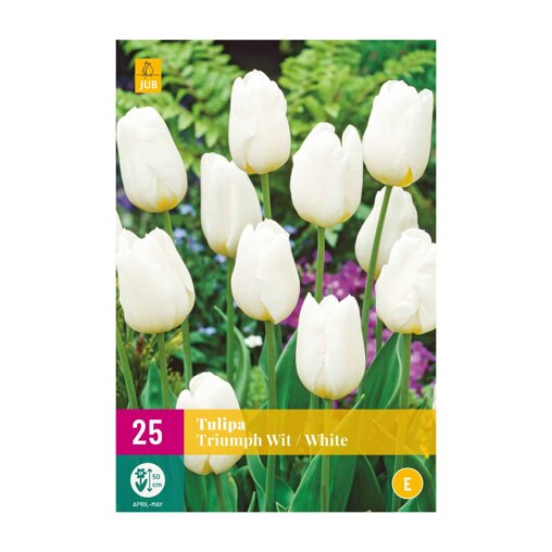 Tulpenbollen Triumph Wit (XXL zak 25 stuks)